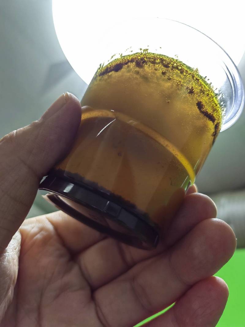 俄罗斯进口菜籽含油44.5-45，出油40，