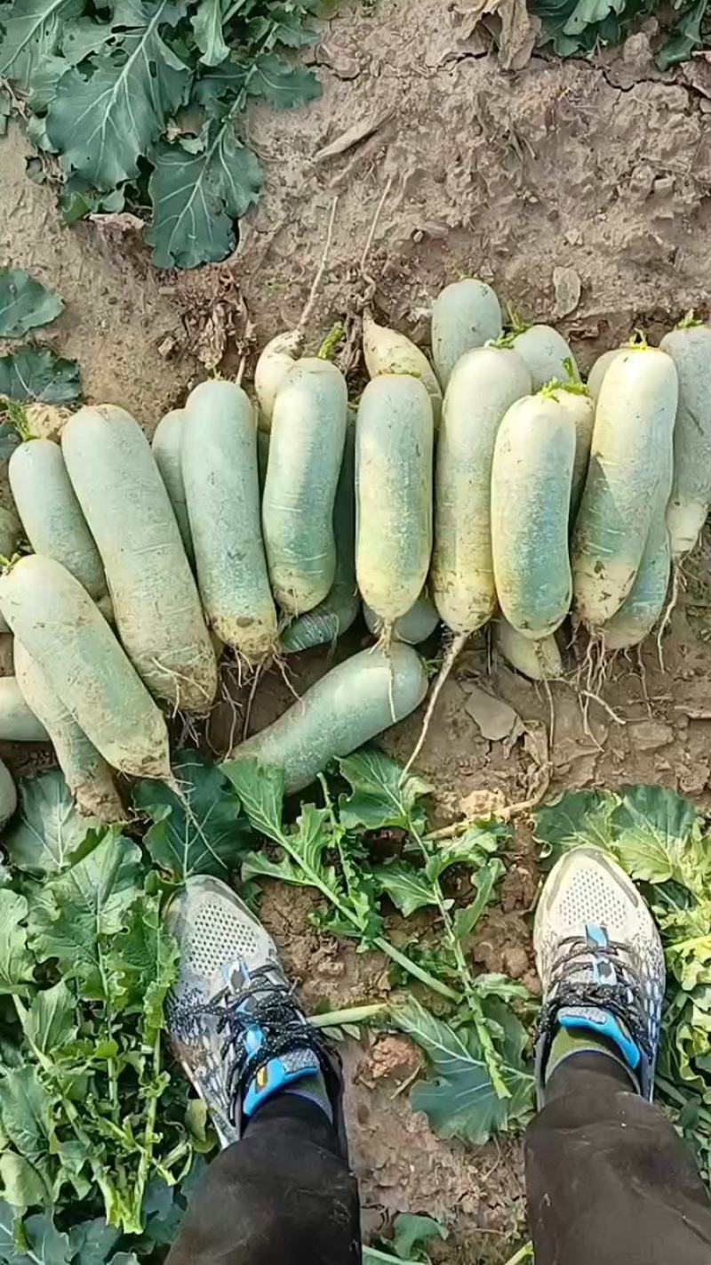 山东水果萝卜绿萝卜商超，电商平台，水洗加工