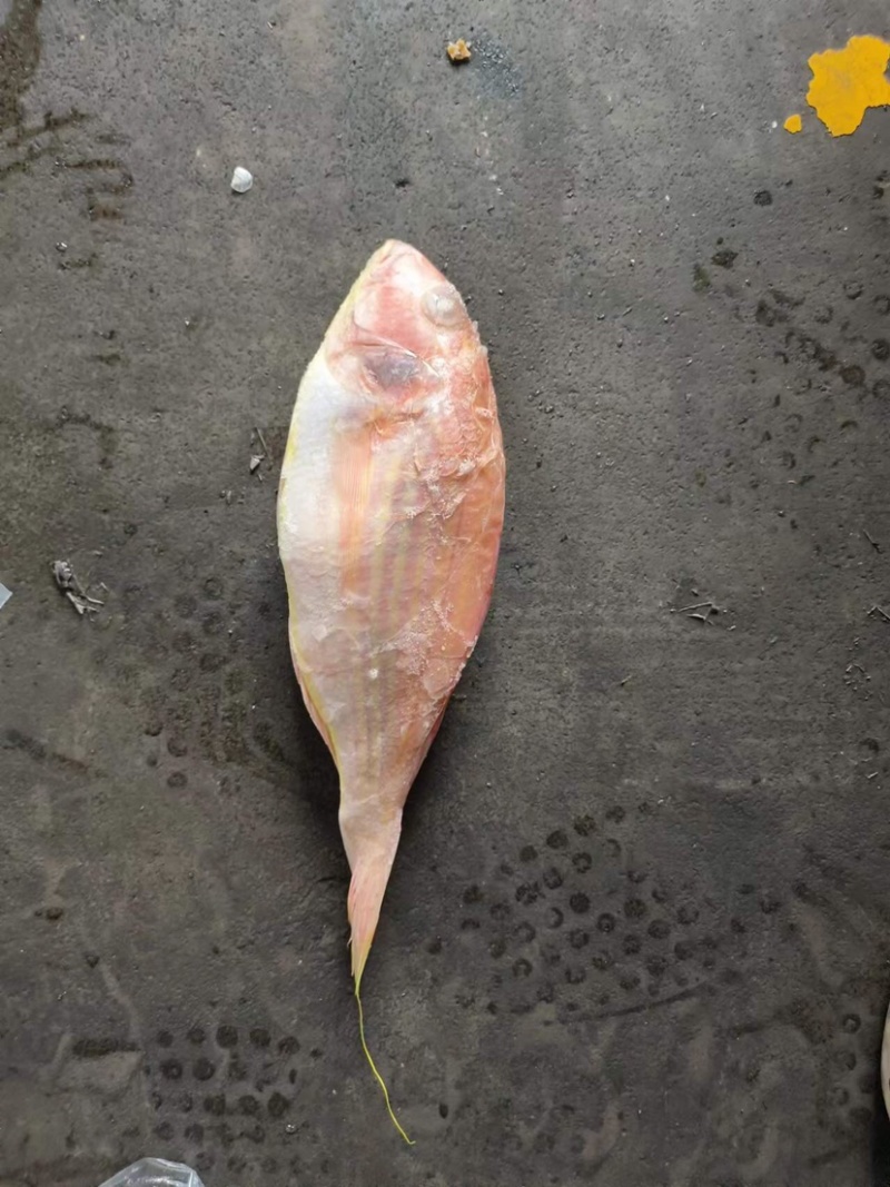 金线鱼金线鱼批发冰鲜金线鱼金线鱼