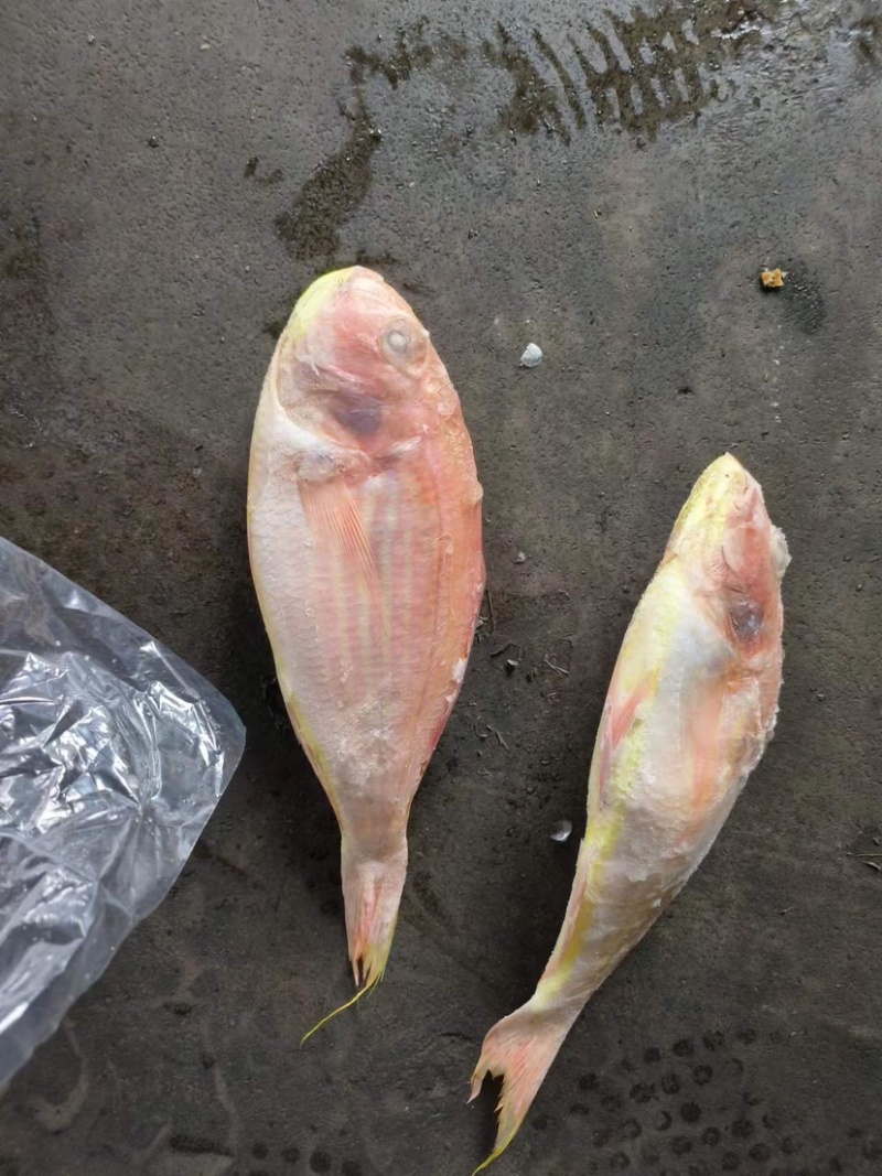 金线鱼金线鱼批发冰鲜金线鱼金线鱼