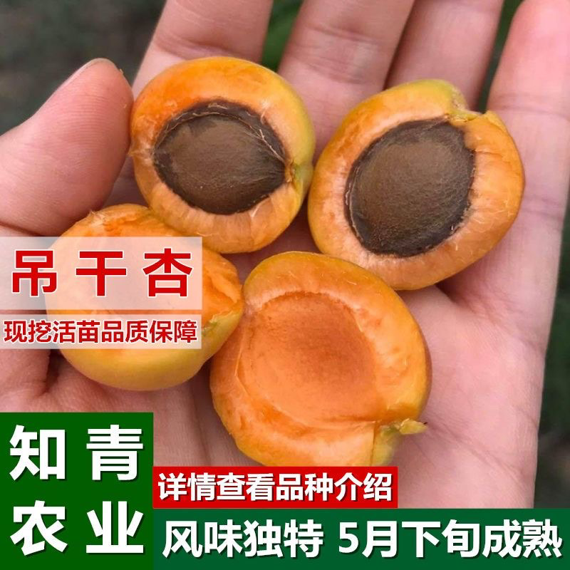 吊干杏杏树苗嫁接苗包成活包结果支持技术指导可签合同