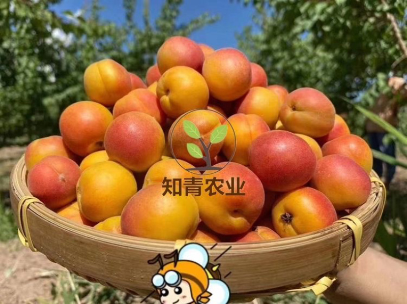 吊干杏杏树苗嫁接苗包成活包结果支持技术指导可签合同