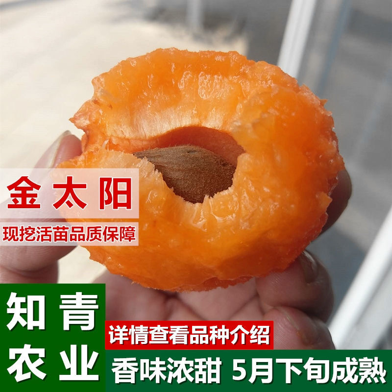 金太阳杏树苗嫁接苗包成活包结果支持技术指导可签合同
