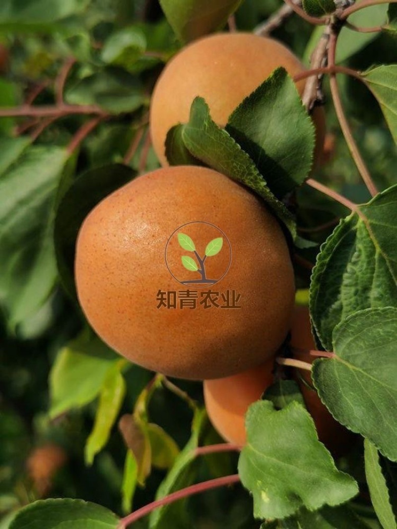金太阳杏树苗嫁接苗包成活包结果支持技术指导可签合同