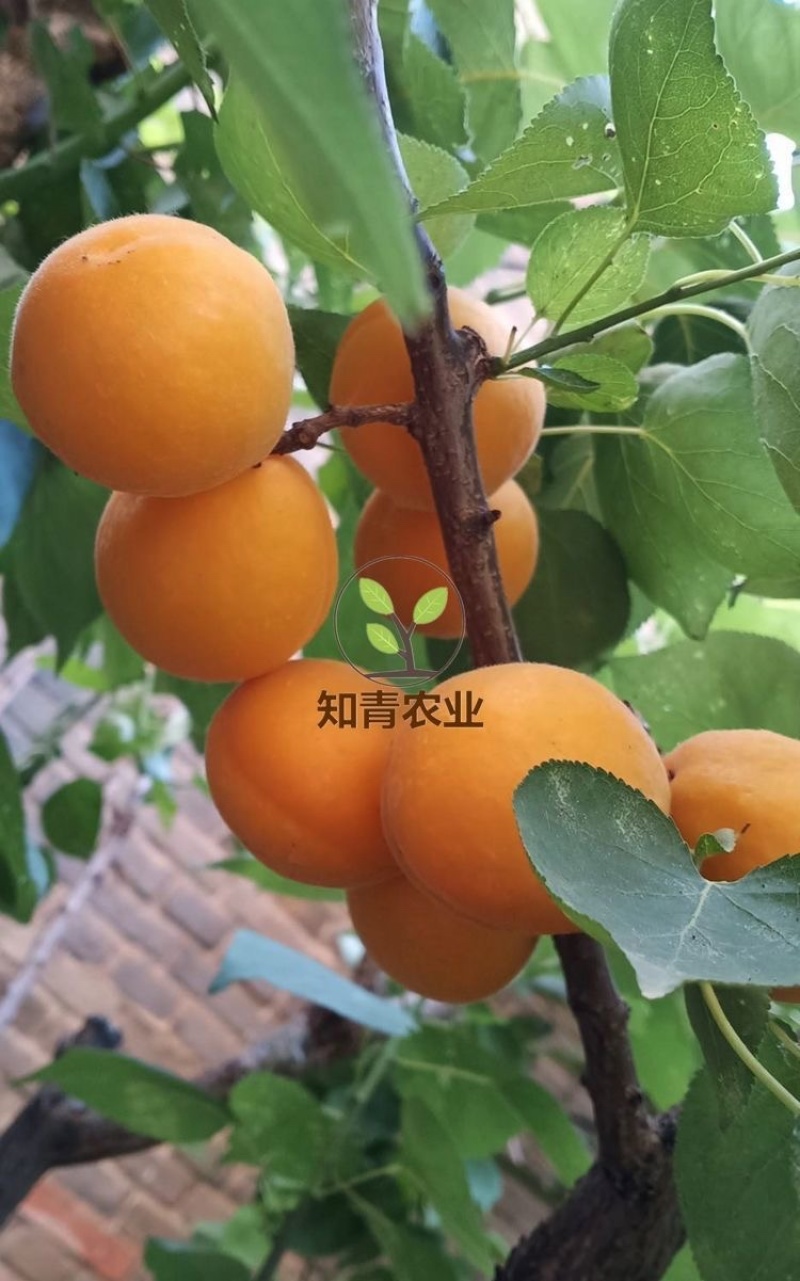 金太阳杏树苗嫁接苗包成活包结果支持技术指导可签合同