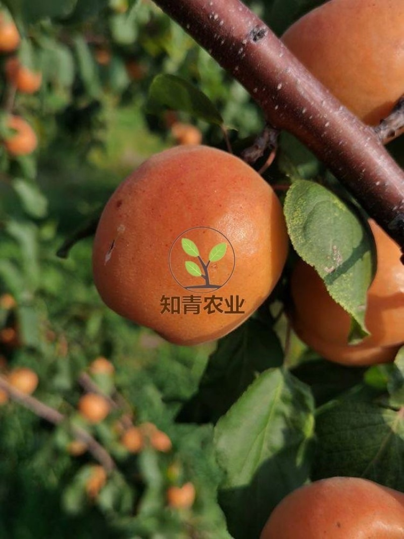 金太阳杏树苗嫁接苗包成活包结果支持技术指导可签合同