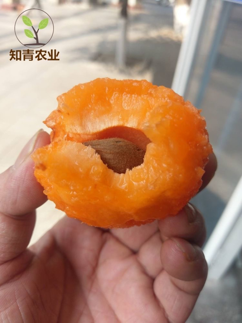 金太阳杏树苗嫁接苗包成活包结果支持技术指导可签合同