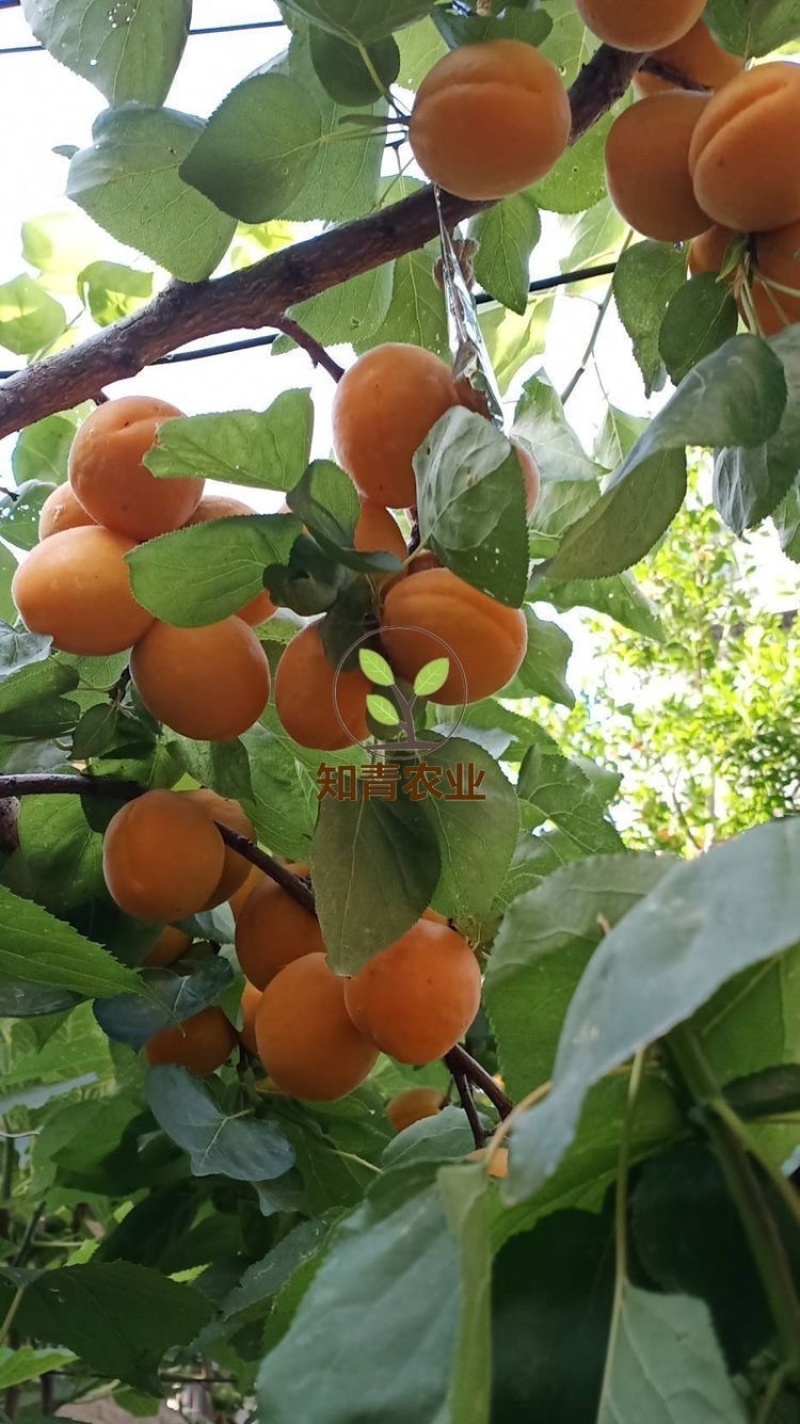 金太阳杏树苗嫁接苗包成活包结果支持技术指导可签合同