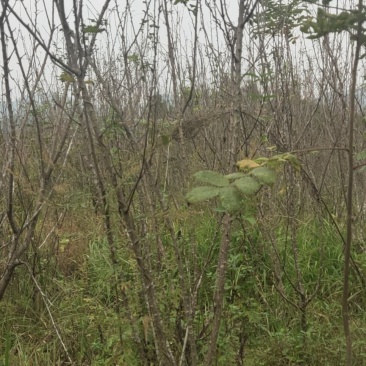 李子苗大量出货成活率高视频看货欢迎采购联系