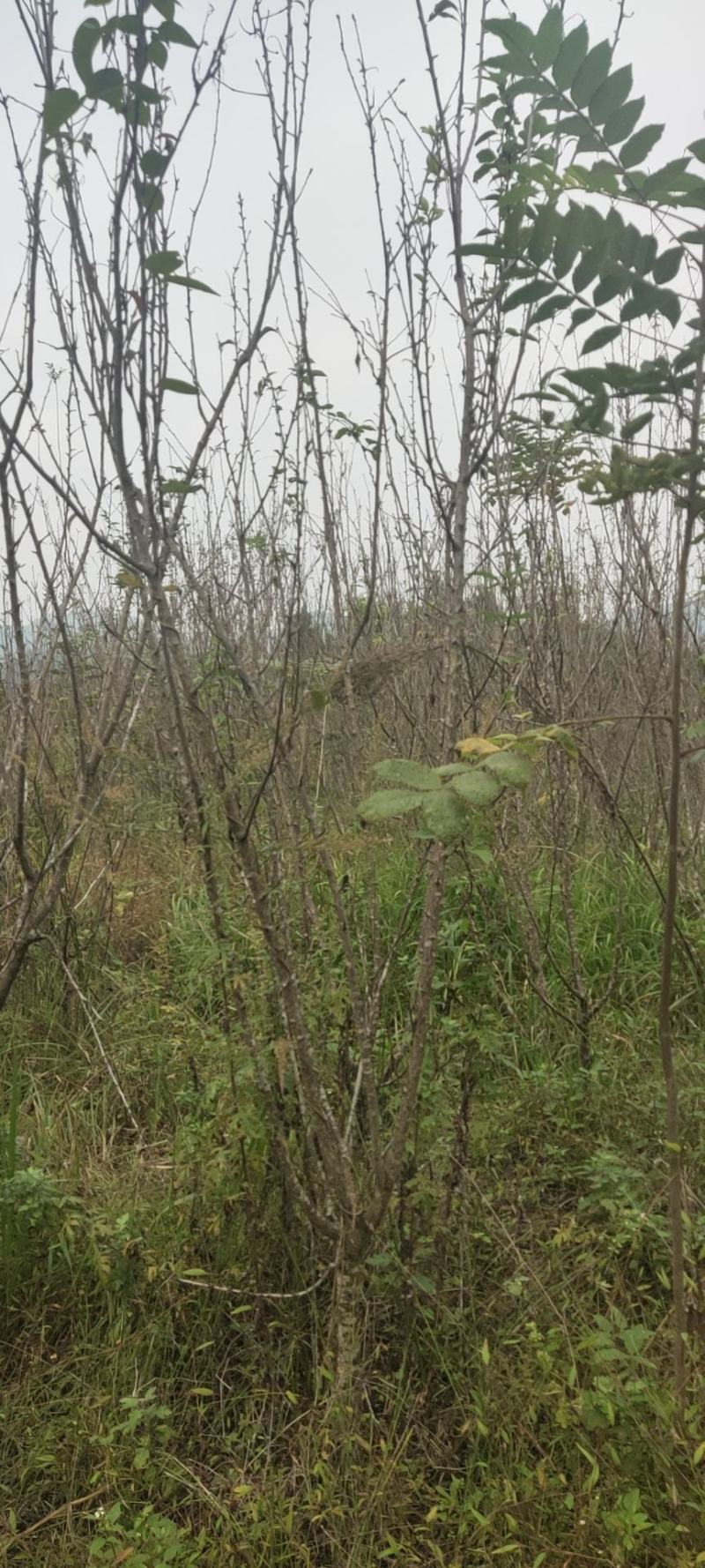 李子苗大量出货成活率高视频看货欢迎采购联系