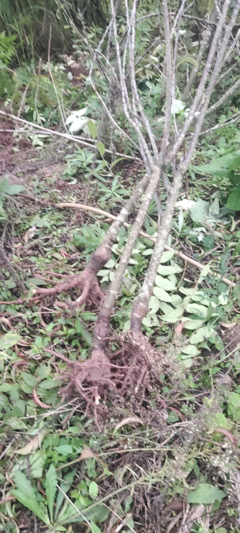 李子苗大量出货成活率高视频看货欢迎采购联系