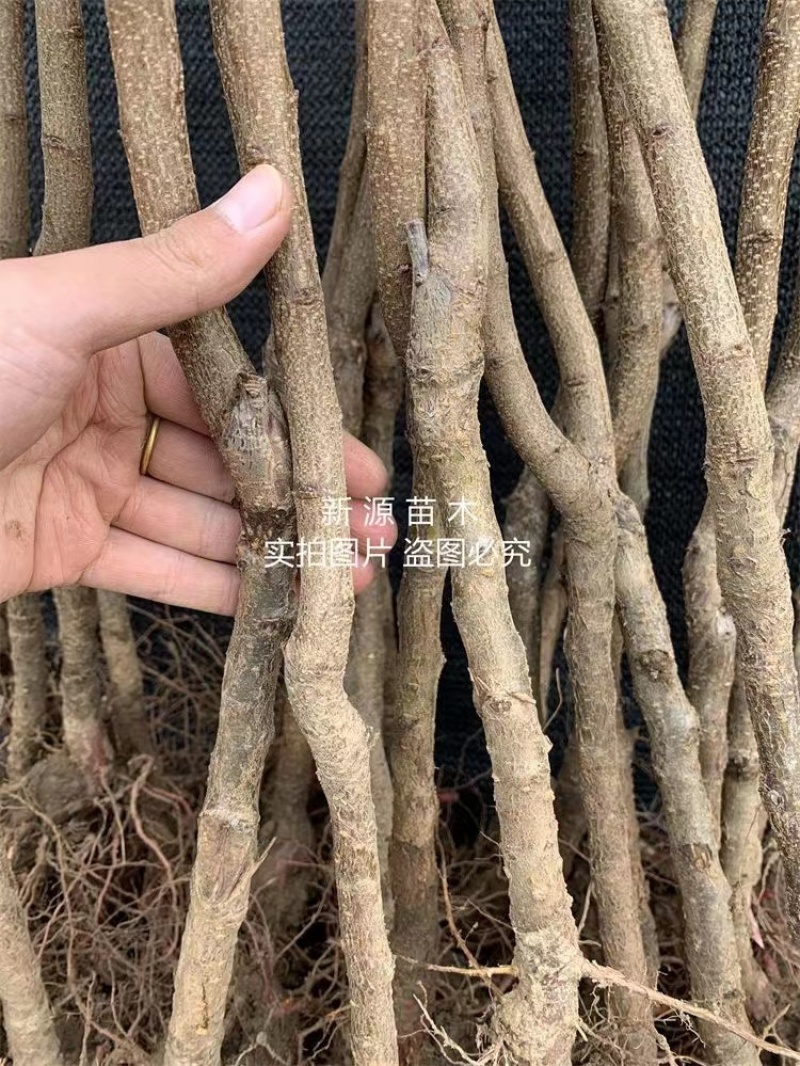 珍珠油杏杏树苗嫁接苗包成活包结果支持技术指导可签合同