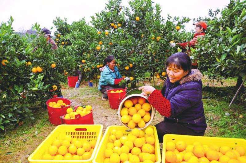 崀山脐橙湖南新宁