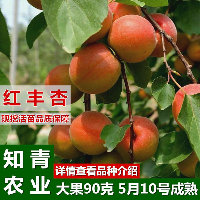 红丰杏杏树苗嫁接苗包成活包结果支持技术指导可签合同