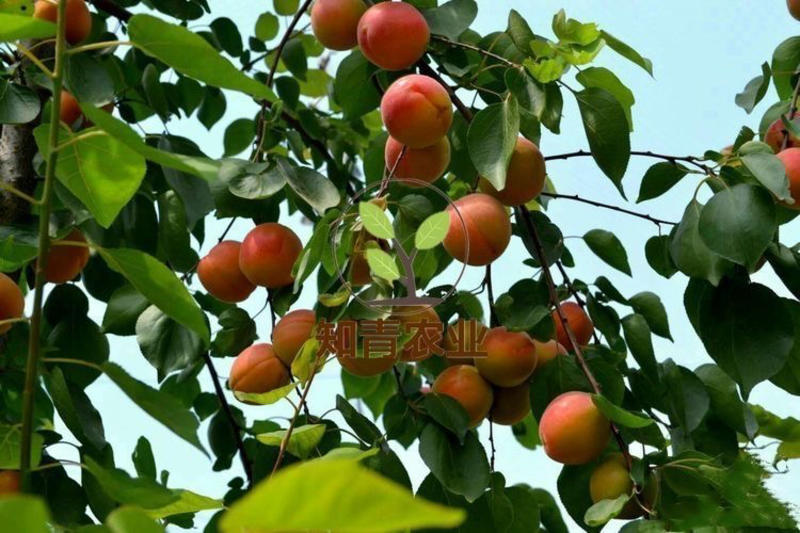 红丰杏杏树苗嫁接苗包成活包结果支持技术指导可签合同