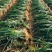支持视频看货，无极鸡腿大葱，大头葱，疙瘩葱，