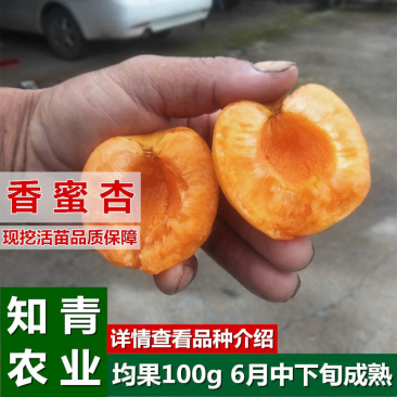 香蜜杏杏树苗嫁接苗包成活包结果支持技术指导可签合同