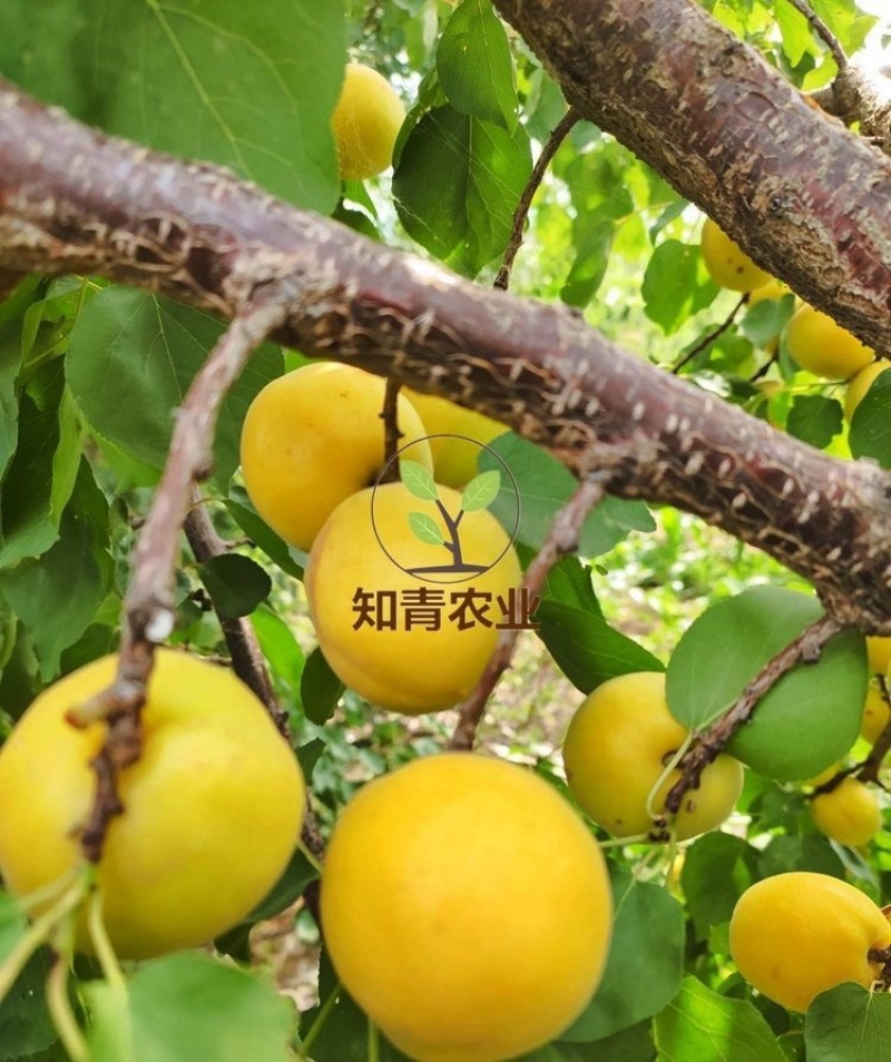 香蜜杏杏树苗嫁接苗包成活包结果支持技术指导可签合同
