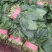 菠菜/大叶菠菜/河北邯郸菠菜/基地直发欢迎来电咨询选购