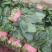 菠菜/大叶菠菜/河北邯郸菠菜/基地直发欢迎来电咨询选购