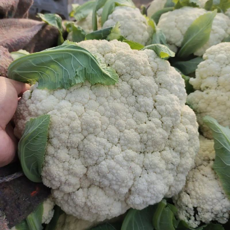 精品菜花白面青梗松花菜小米粒产地一手货源量大优惠