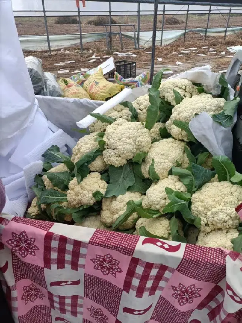 精品菜花白面青梗松花菜小米粒产地一手货源量大优惠