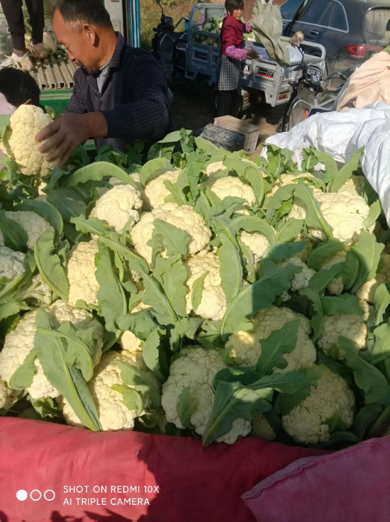 精品菜花白面青梗松花菜小米粒产地一手货源量大优惠