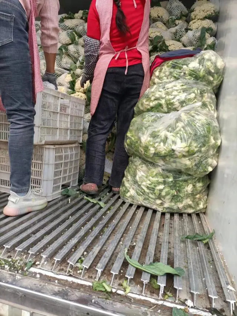 精品菜花白面青梗松花菜小米粒产地一手货源量大优惠