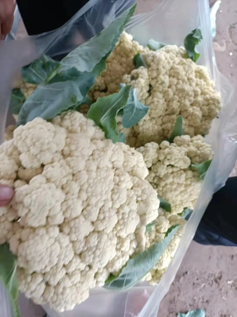 精品菜花白面青梗松花菜小米粒产地一手货源量大优惠