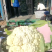 精品菜花白面青梗松花菜小米粒产地一手货源量大优惠