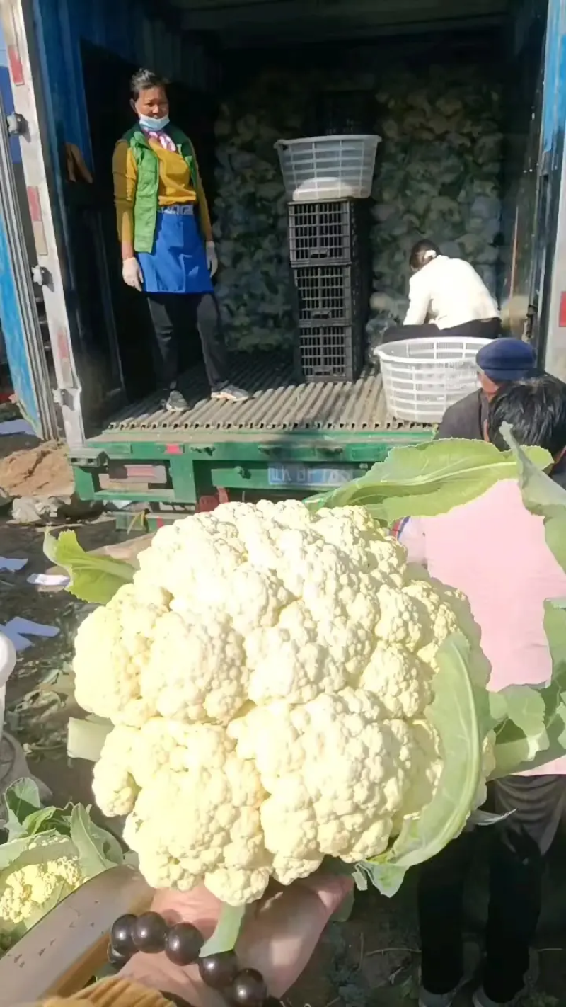 精品菜花白面青梗松花菜小米粒产地一手货源量大优惠