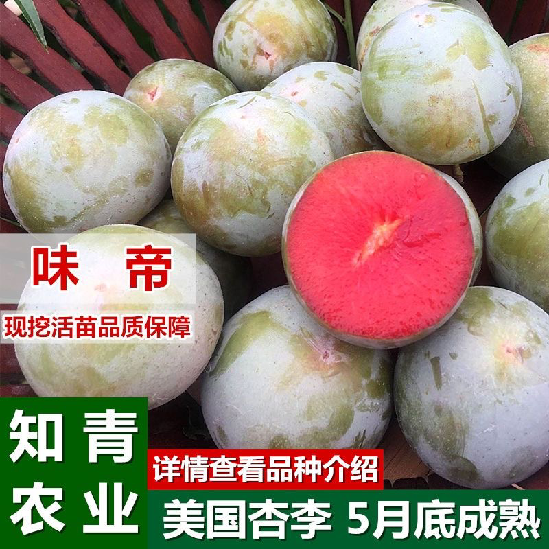 味帝杏树苗嫁接苗包成活包结果支持技术指导可签合同