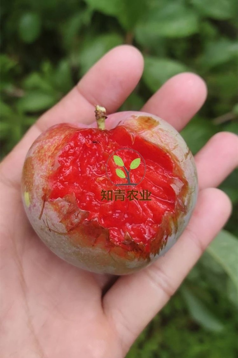 味帝杏树苗嫁接苗包成活包结果支持技术指导可签合同