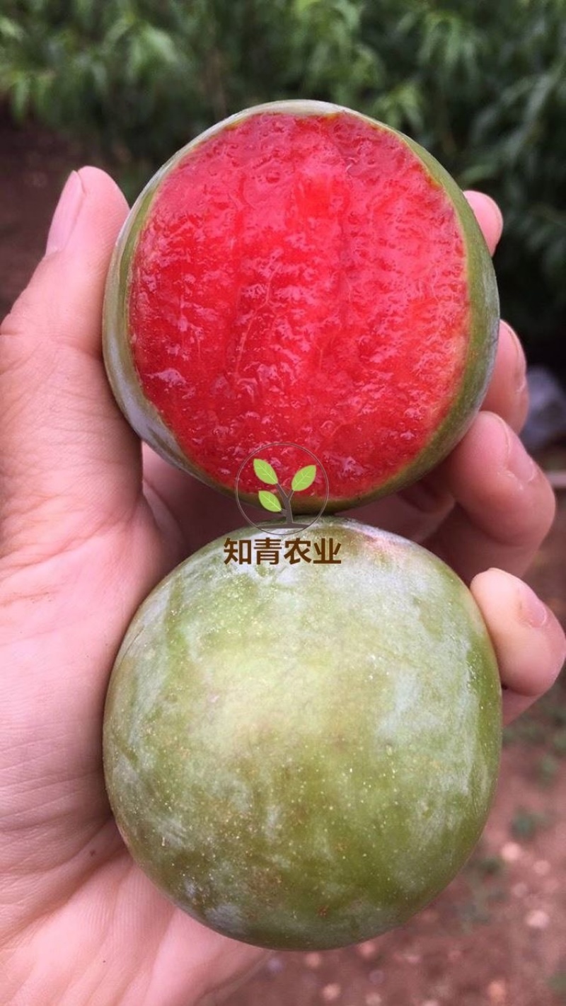 味帝杏树苗嫁接苗包成活包结果支持技术指导可签合同