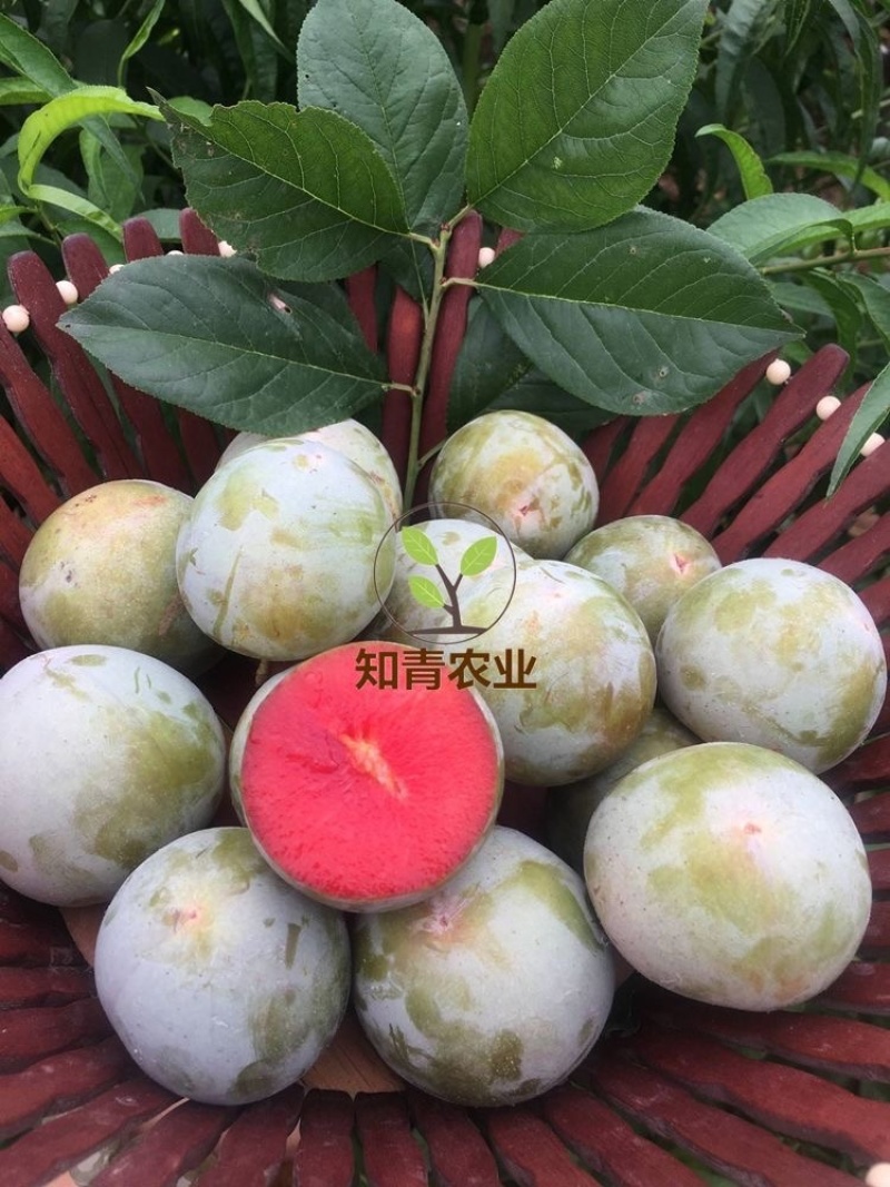 味帝杏树苗嫁接苗包成活包结果支持技术指导可签合同
