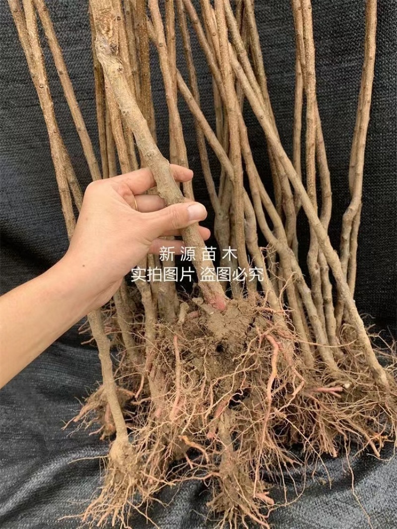 味帝杏树苗嫁接苗包成活包结果支持技术指导可签合同