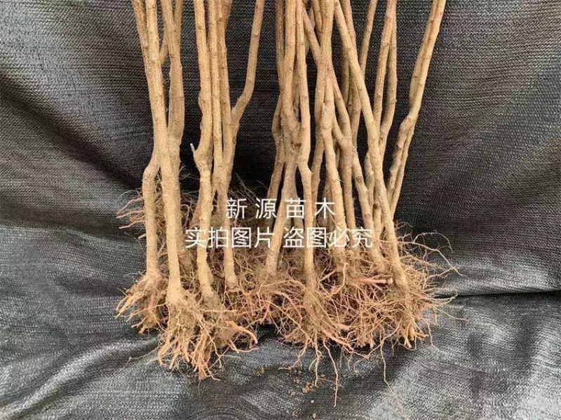味帝杏树苗嫁接苗包成活包结果支持技术指导可签合同