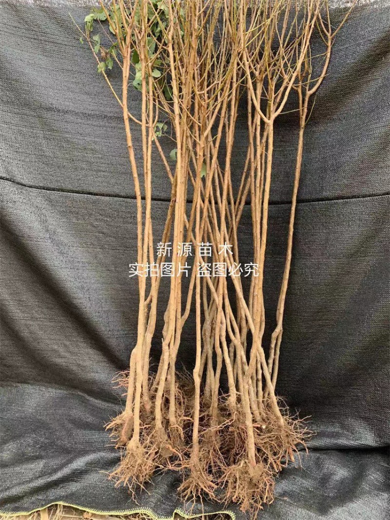 味帝杏树苗嫁接苗包成活包结果支持技术指导可签合同