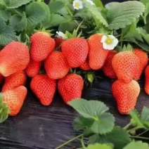 红颜草莓🍓安徽阜阳万亩草莓基，欢迎全国朋友前来……