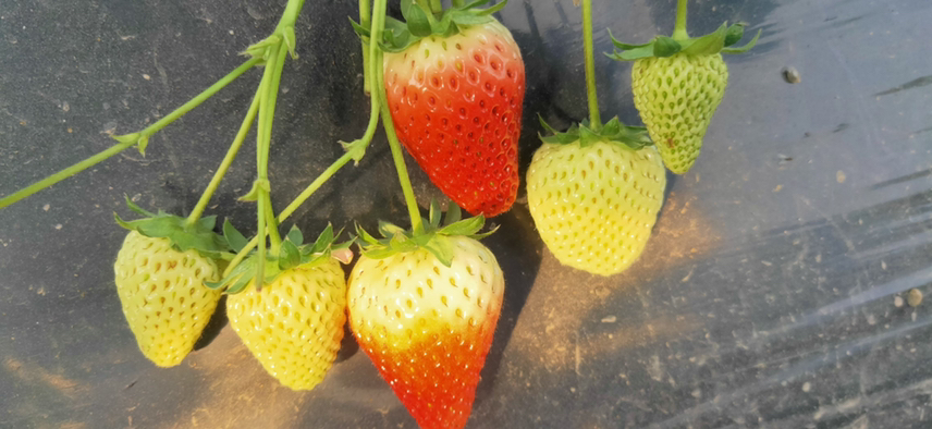 红颜草莓不同成熟阶段对比图