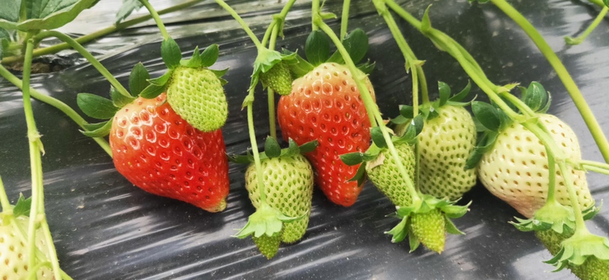 红颜草莓在高架栽培系统中的生长状态