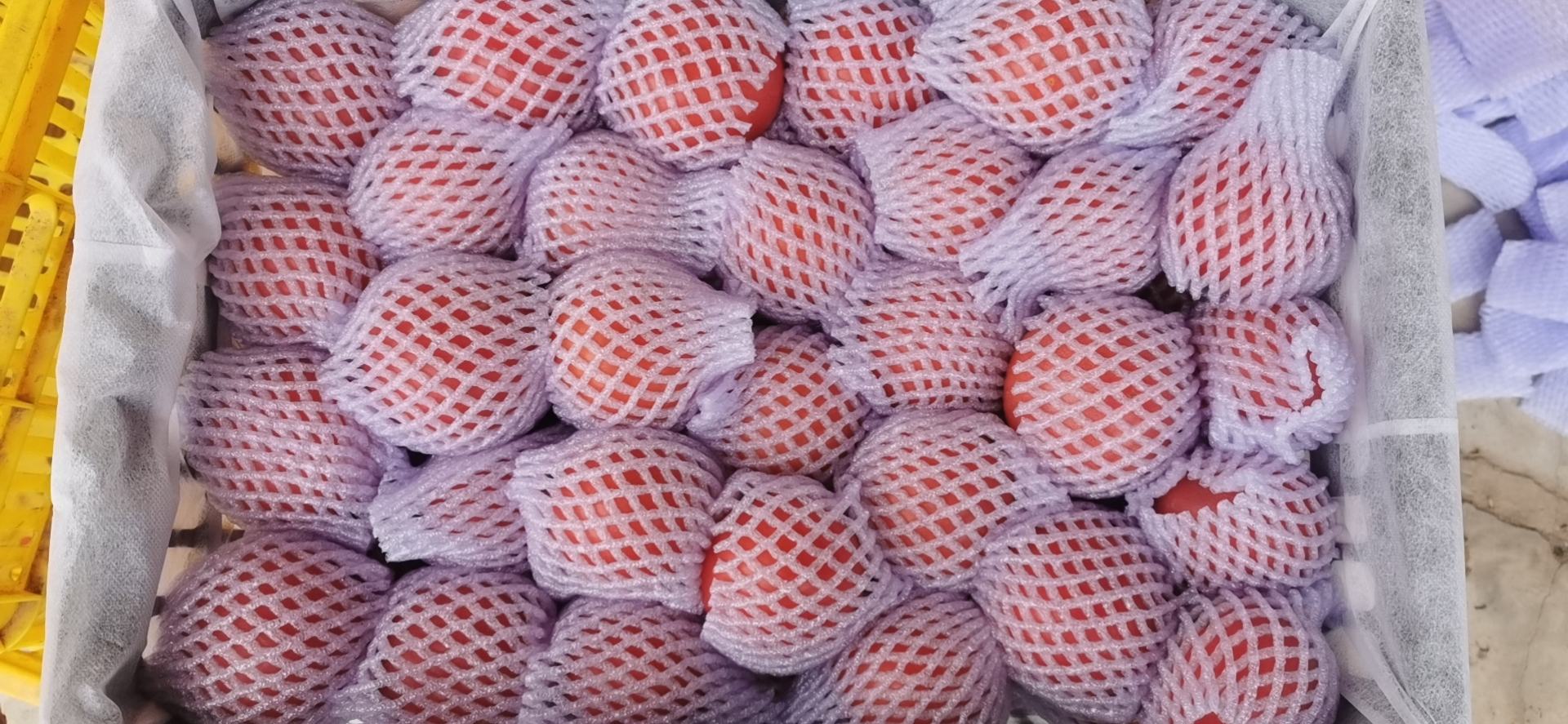 展示普罗旺斯西红柿被放入保鲜盒中,准备放入冰箱冷藏保存的场景 普罗旺斯西红柿冷藏保存示意图