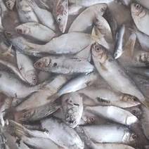 海鱼，海杂鱼，饲料鱼，青鳞鱼/黄鱼，低价出货