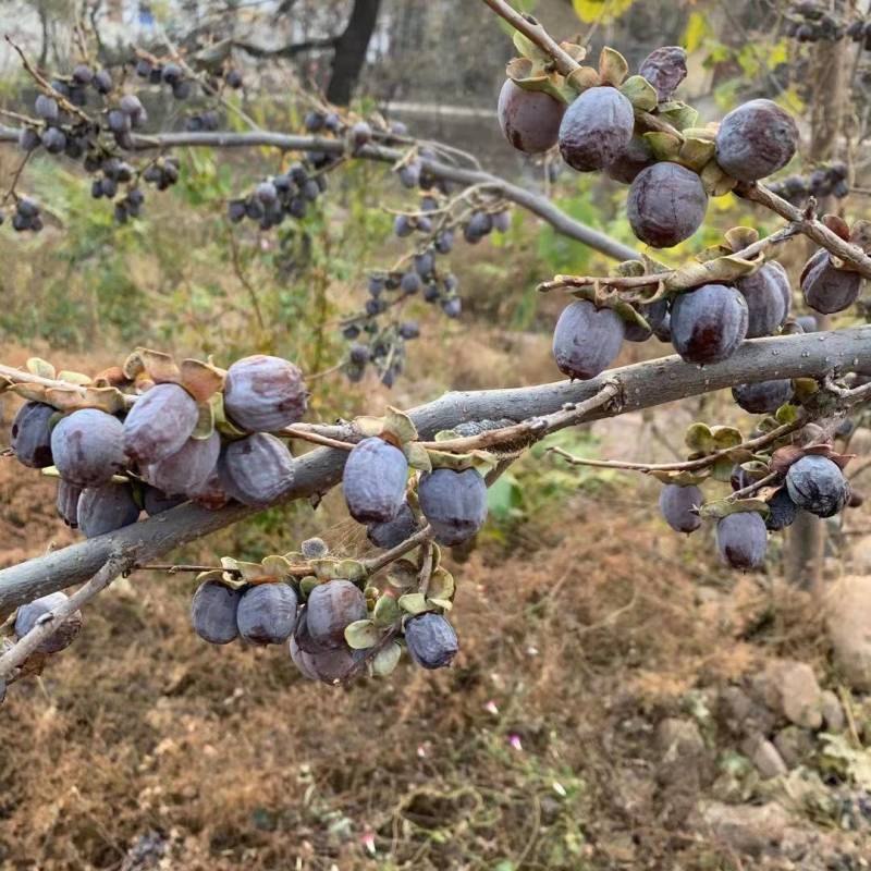 河北涉县无核黑枣涉县产地特产可对接批发市场商超