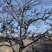 河北涉县无核黑枣涉县产地特产可对接批发市场商超