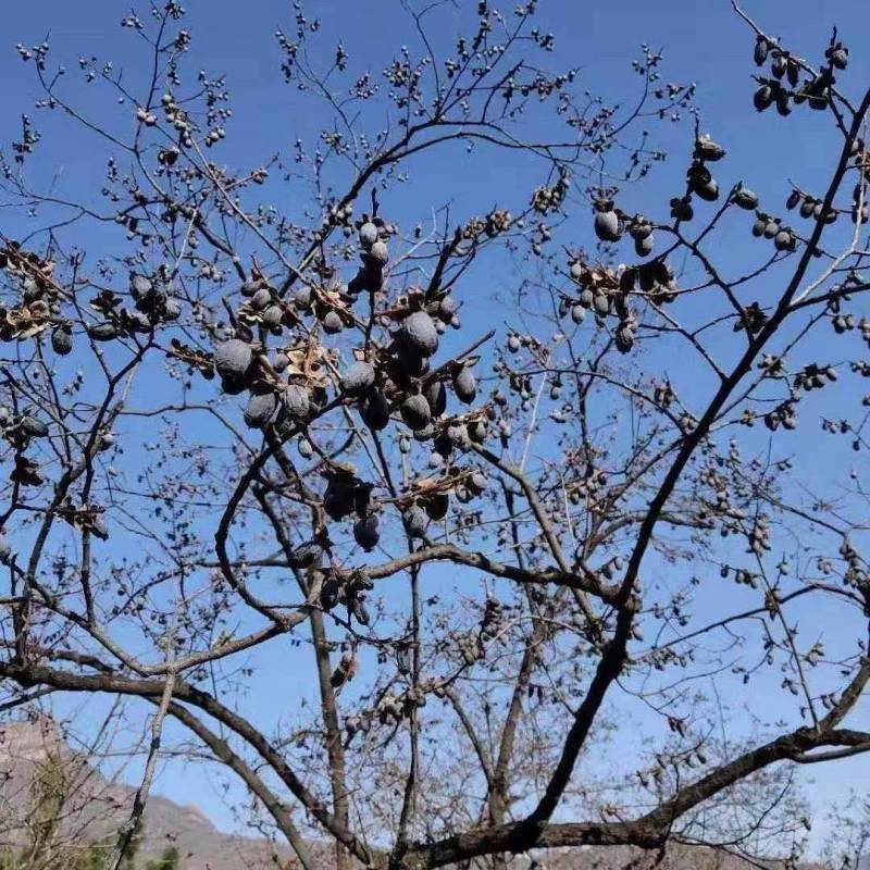 河北涉县无核黑枣涉县产地特产可对接批发市场商超