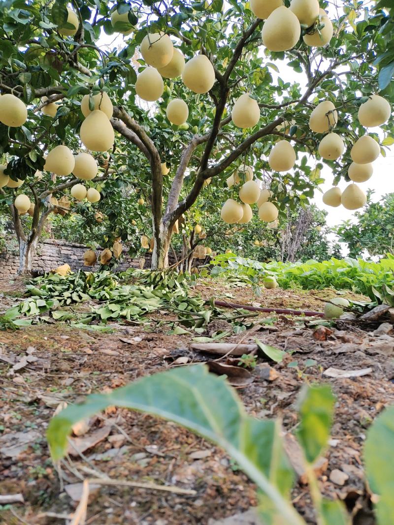 宣恩白柚果肉脆嫩，无苦、麻味，回味香甜，水分充足