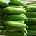 平邑温室油绿西葫芦，量大，条直，色绿，价底，对接各大商超