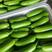 平邑温室油绿西葫芦，量大，条直，色绿，价底，对接各大商超