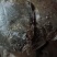 三去多宝鱼新鲜冷冻多宝鱼鲜活多宝鱼新鲜比目鱼大菱鲆海鲜